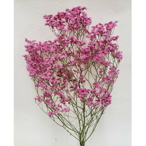 L50cm T}[`F[ hCt[ t[ i` [TDLDN190000] ϕs|VRf  tFCNO[   fR[V  Cxg p[eB[ t[AW