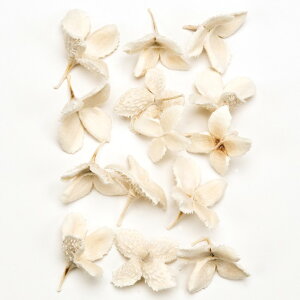 L2`3cm ui̎  hCt[  J[ [TDLDO024380-011] ϕs|VRf  tFCNO[   fR[V  Cxg p[eB[ t[AW