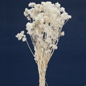 ��L30cm �N���X�p�� �� �h���C�t�����[ �t�����[ �T���V [TDLDO030140-011] ������ϕs��|�V�R�f�� �A�[�g�t�����[ ���� �t�F�C�N�O���[�� ���� ���� ���t �f�R���[�V���� ���� �C�x���g �p�[�e�B�[