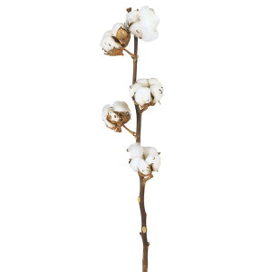 L45`55cm ^̖ i` hCt[ } i` [TDLDO050040-000] ϕs|VRf  tFCNO[   fR[V  Cxg p[eB[ t