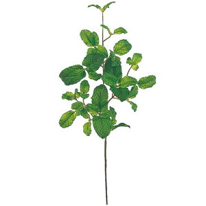 �t���b�V���~���g�X�v���[ GREEN ���� �O���[�� ���[�t �����A�� �n�[�u [TDLFG007471] ������ϕs��