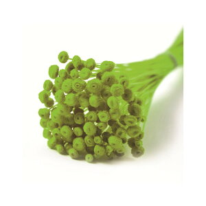 L30cm A}[m@hC CgO[ hCt[ t[ J[ [TDLFLDR0011-770] ϕs|VRf  tFCNO[   t fR[V Cxg p[e