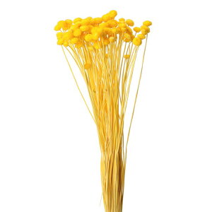 ��L30cm �A�}�����[�m�@�h���C �C�G���[ �h���C�t�����[ �t�����[ �J���[ [TDLFLDR0011-810] ������ϕs��|�V�R�f�� ���� �t�F�C�N�O���[�� ���� ���� ���t �f�R���[�V���� ���� �C�x���g �p�[�e�B