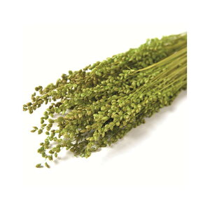 L45cm u[U@hC CgO[ hCt[ t[ J[ [TDLFLDR0012-770] ϕs|VRf  tFCNO[   t fR[V  Cxg p[e