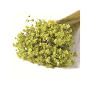 L30cm }Z@hC CgO[ hCt[ t[ J[ [TDLFLDR0014-770] ϕs|VRf  tFCNO[   t fR[V  Cxg p[e