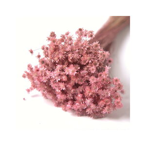 L30cm }Z@hC CgsN hCt[ t[ J[ [TDLFLDR0014-970] ϕs|VRf  tFCNO[   t fR[V  Cxg p[eB