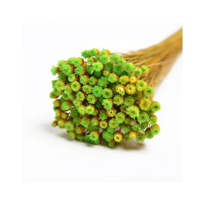 L30cm WW_@hC CgO[ hCt[ t[ J[ [TDLFLDR0017-770] ϕs|VRf  tFCNO[   t fR[V Cxg p[eB