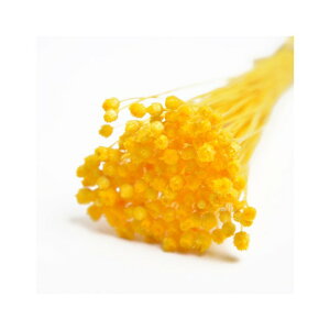 ��L30cm �W���W���_�@�h���C �C�G���[ �h���C�t�����[ �t�����[ �J���[ [TDLFLDR0017-810] ������ϕs��|�V�R�f�� ���� �t�F�C�N�O���[�� ���� ���� ���t �f�R���[�V���� ���� �C�x���g �p�[�e�B�[ 