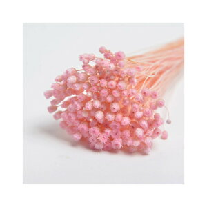 L30cm WW_@hC CgsN hCt[ t[ J[ [TDLFLDR0017-970] ϕs|VRf  tFCNO[   t fR[V  Cxg p[e