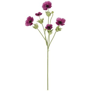 u[YAllXv[ 17@PURPLE  t[ All [TDLFM004186-017] ϕs