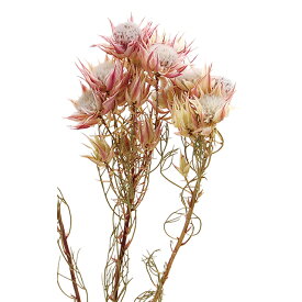 楽天市場 セルリア 花の通販