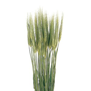 L55`60cm 唞 hCt[ t[ i` [TDLDN000005]|VRf A[gt[  tFCNO[   t fR[V  Cxg p[eB[ t[AW