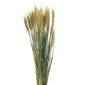 L45`50cm  hCt[ t[ i` [TDLDN000006]|VRf A[gt[  tFCNO[   t fR[V  Cxg p[eB[ t[AW