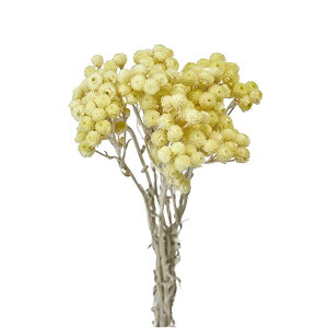 ��L30cm �C���[�e�� �o�j�� �h���C�t�����[ �t�����[ �i�`������ [TDLDN110001]|�V�R�f�� �A�[�g�t�����[ ���� �t�F�C�N�O���[�� ���� ���� ���t �f�R���[�V���� ���� �C�x���g �p�[�e�B�[ �t����