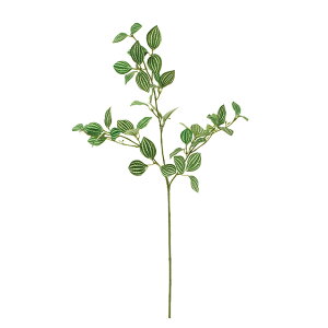 観葉植物 ペペロミア Diy 工具の人気商品 通販 価格比較 価格 Com 観葉植物 ペペロミア Diy 工具の人気商品 通販 価格比較 価格 Com