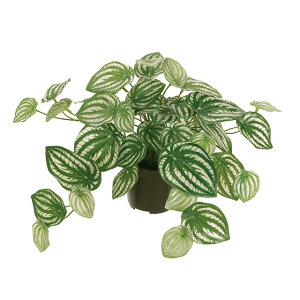 観葉植物 ペペロミア Diy 工具の人気商品 通販 価格比較 価格 Com