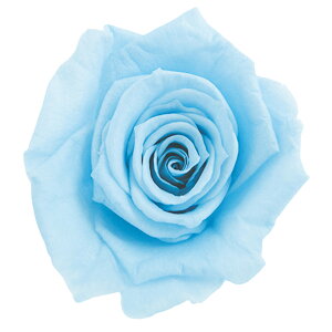 xCr[[Y pE_[u[ vU[uht[ [TDLFL000050-013] 12֓ o KN AWgԍ VRf nhCh AWgp[c t[AWg A