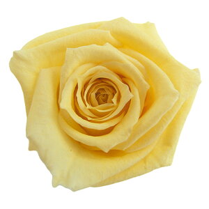 xCr[[Y \tgCG[ vU[uht[ [TDLFL000050-015] 12֓ o KN AWgԍ VRf nhCh AWgp[c a t[AWg