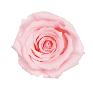 xCr[[Y ~L[sN vU[uht[ [TDLFL000050-030] 12֓ o KN AWgԍ VRf nhCh AWgp[c a t[AWg