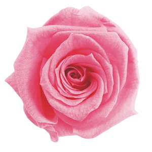 xCr[[Y VK[sN vU[uht[ [TDLFL000050-047] 12֓ o KN AWgԍ VRf nhCh AWgp[c a t[AWg