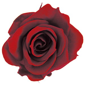 Xv[[Y C vU[uht[ [TDLFL000070-010] 8֓ o KN AWgԍ VRf nhCh AWgp[c RrAY t[Mtg a A