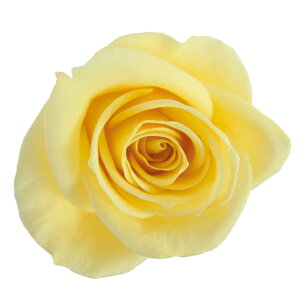 Xv[[Y \tgCG[ vU[uht[ [TDLFL000070-015] 8֓ o KN AWgԍ VRf nhCh AWgp[c RrAY a t[M