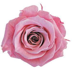 Xv[[Y `F[ubT vU[uht[ [TDLFL000070-020] 8֓ o  v[g  K[fjOpi  K[fjO vU[uhAW t[Mtg