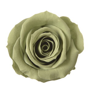 Xv[ [Y O[eB[ vU[uht[ 8֓ [TDLFL000070-025] [Y o  v[g  K[fjOpi vU[uhAW  K[fjO t[Mtg