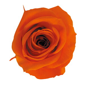 Xv[ [Y ^WF IW vU[uht[ [TDLFL000070-029] 8֓ o  v[g  K[fjOpi vU[uhAW  K[fjO t[Mtg