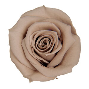 Xv[[Y w-[ibc vU[uht[ 8֓ [TDLFL000070-044] [Y o  v[g  K[fjOpi vU[uhAW  K[fjO t[Mtg