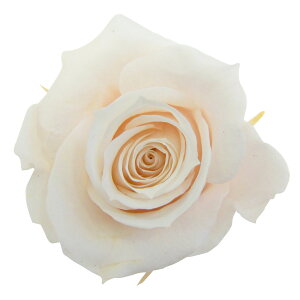 Xv[[Y piRb^ vU[uht[ [TDLFL000070-046] 8֓ o KN AWgԍ VRf nhCh AWgp[c RrAY t[Mtg a