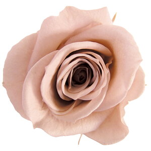 Xv[[Y k[hsN vU[uht[ [TDLFL000070-055] 8֓ o KN AWgԍ VRf nhCh AWgp[c RrAY a t[Mt