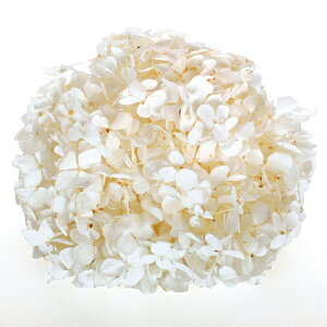 AfXAWTC p[zCg vU[uht[ [TDLFL000291-001] 20g z AWgԍ VRf nhCh Tut[ RrAY AWgp[c t