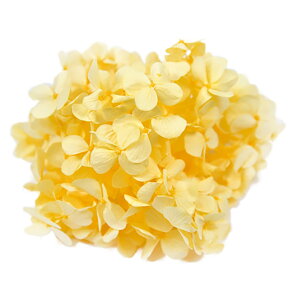 AfXAWTC \tgCG[ vU[uht[ [TDLFL000291-015] AWTC z AWgԍ VRf nhCh AWgp[c RrAY Tut[ 