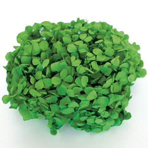 AfXAWTC O[ vU[uht[ [TDLFL000291-023] 20g z AWgԍ VRf nhCh AWgp[c RrAY Tut[ ~J A