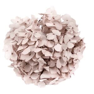 AfXAWTC w[[ibcv U[uht[ [TDLFL000291-044] AWTC z AWgԍ VRf nhCh AWgp[c Tut[ ~J A