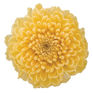 ||} CG[ vU[uht[ [TDLFL000410-002] 8֓ } e v[g   AWgt[ lHϗtA K[fjOpi vU[uhH  K[fjO t