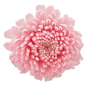 ||} xCr[sN vU[uht[ [TDLFL000410-007] 8֓ } e v[g   AWgt[ lHϗtA K[fjOpi vU[uhH  K[fj