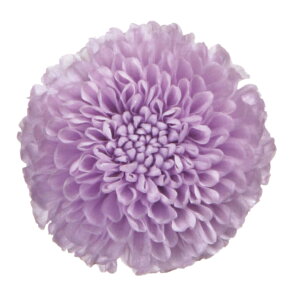 ||} \tgCbN vU[uht[ [TDLFL000410-043] 8֓ } e v[g   AWgt[ lHϗtA K[fjOpi t[AWg  