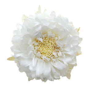 AX^[ p[zCg vU[uht[ [TDLFL000440-001] 6֓ } v[g   AWgt[ lHϗtA t[Mtg K[fjOpi vU[uhH  