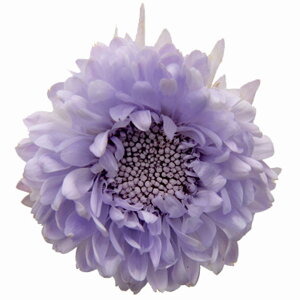 AX^[ \tgCbN vU[uht [[TDLFL000440-043] 6֓ } v[g   AWgt[ lHϗtA t[Mtg K[fjOpi vU[uhH 