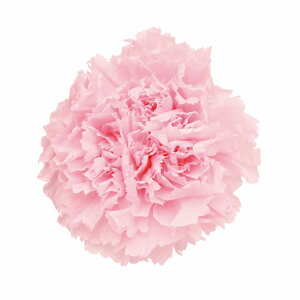 ~jJ[l[V ~L[sN vU[uht[ [TDLFL001200-030] 12֓ J[l[V AWgԍ VRf AWgp[c RrAY t[Mtg ̓ A