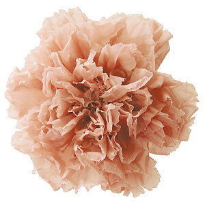 ~jJ[l[V k[hsN vU[uht[ [TDLFL001200-055] 12֓ J[l[V AWgԍ VRf nhCh AWgp[c RrAY ̓ t