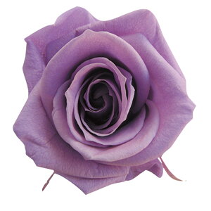 fBAi[Y x_[ vU[uht[ [TDLFL000300-014] 8֓ o  AWgt[ lHϗtA vU[uhAW K[fjOpi v[g  t[M