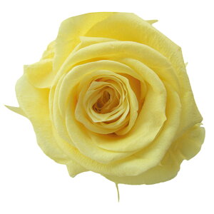 fBAi[Y \tgCG[ vU[uht [[TDLFL000300-015] 8֓ o v[g   AWgt[ lHϗtA vU[uhAW K[fjOpi t