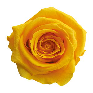 fBAi[Y S[fCG[ vU[uht[ [TDLFL000300-017] 8֓ o v[g   AWgt[ lHϗtA vU[uhAW K[fjOpi t