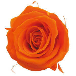 fBAi[Y ^WFIW vU[uht[ [TDLFL000300-029] 8֓ o v[g   AWgt[ lHϗtA vU[uhAW K[fjOpi 