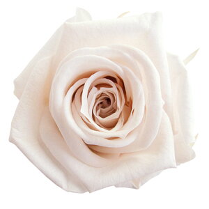 fBAi[Y piRb^ vU[uht[ [TDLFL000300-046] 8֓ o KN AWgԍ VRf nhCh RrAY t[AWg t[Mtg 