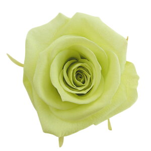 fBAi[Y VgXO[ vU[uht[ [TDLFL000300-064] 8֓ o KN AWgԍ VRf nhCh RrAY t[AWg 