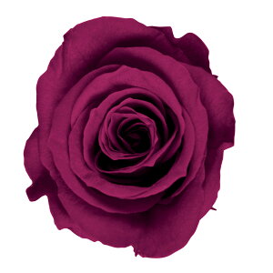 fBAi[Y Ch`F[ vU[uht[ [TDLFL000300-074] 8֓ o KN v[g   AWgt[ lHϗtA K[fjOpi vU[uhH t